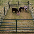 Clôture de porc, clôture de cerf, fil de mouton